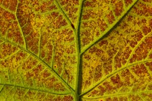 【破裂しそう】ツールを走り終えた選手の脚の血管が浮き出る理由が判明